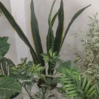 گل وگلدان|گل و گیاه طبیعی|مشهد, نظام دوست|دیوار