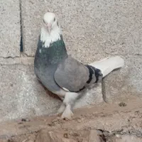 کبوتر قندی