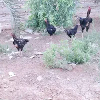 تخم لاری