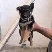 سگ ژرمن