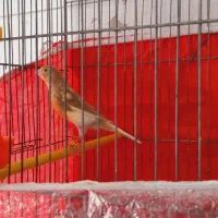 قناری زیتونی نر دوست بداری