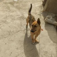 سگ نر پاکوتاه