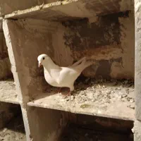 کبوتر خاصا|حیوانات|بناب, |دیوار