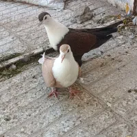 کفتر هفترنگ دم سفید.یهودی.سینه سیاه.کلاغ دم سفید