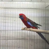 انواع پرندگان دستی سخنگو زینتی، کاسکو، راهب، طوطی|پرنده|شیراز, درکی|دیوار