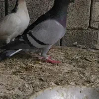 سبز|پرنده|کوه چنار, |دیوار