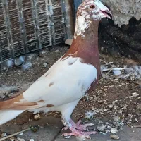 کارل پلاکی ماده|پرنده|وحدتیه, |دیوار