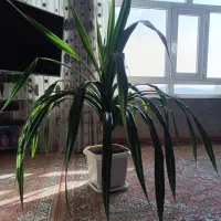 گل خانگی|گل و گیاه طبیعی|بانه, |دیوار