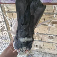 ننه طوقیه|پرنده|اهواز, کوی مهدیس|دیوار