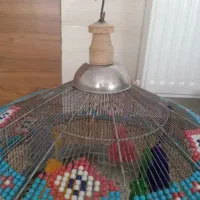 سهره قناری جوجه دوم