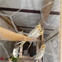 عروس هلندی