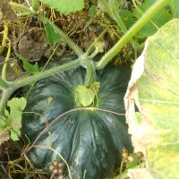 کدو دامی.*ارسال با نیسان.خوراک گاو.صومعه سرا|خوردنی و آشامیدنی|رشت, یخسازی|دیوار