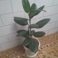 گل طبیعی|گل و گیاه طبیعی|لاران, |دیوار