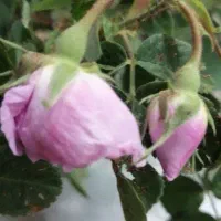 غنچه گل محمدی