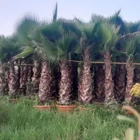 پالم .فتونیا .یاس.مورت|گل و گیاه طبیعی|املش, |دیوار