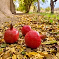 تور یک روزه ی اورامانات(پنجشنبه) ۸ آبان