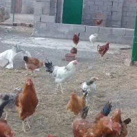 مرغ وخروس|حیوانات مزرعه|اردبیل, |دیوار
