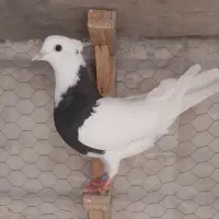 ۶ تا کفتر ۱۲۰۰ دانه ۲۰۰ تومن مفت طوقی سینه زاغ