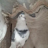 کفتر نر پشت سبز چشم سفید|پرنده|فردیس, داوری|دیوار