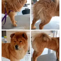 اصلاح سگ و گربه با هزینه مناسب/کوتاهی مو حیوانات