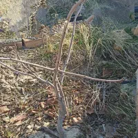 پسته پیوند خورده ۵ساله