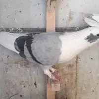 پشت سبز شهری