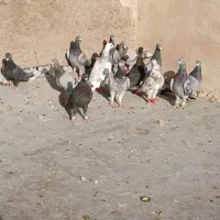 کبوتر|پرنده|شیراز, پانصد دستگاه ارتش|دیوار