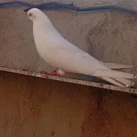 آغ طوقی