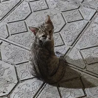 گربه خانگی