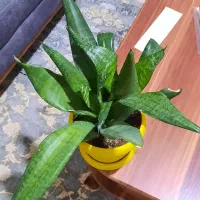 گل طبیعی سانسوریا پایه بلند و کوتاه|گل و گیاه طبیعی|روانسر, |دیوار