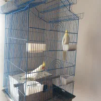 عروس هلندی سرتخم