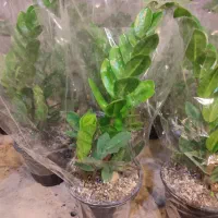 بهترین گل های خانه برای شما|گل و گیاه طبیعی|خوی, |دیوار