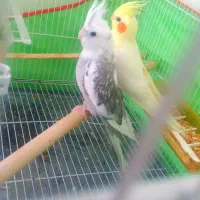 جفت عروس مولد