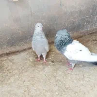 کبوتر سینه ای|پرنده|شیراز, منطقه هوایی شهید دوران|دیوار