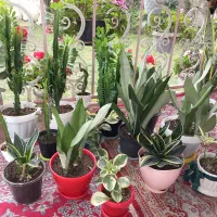 فروش تعدادی از گلها یکجا|گل و گیاه طبیعی|گوراب زرمیخ, |دیوار