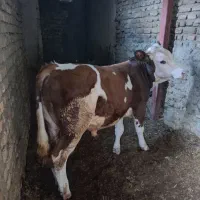 گوساله سیمینتال