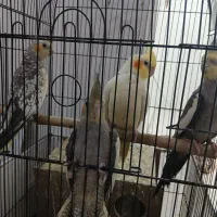 عروس هلندی لوتینو