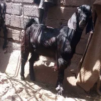 کهره نر پاکستانی