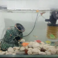 آکواریوم شیشه خم با تمام وسایل