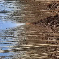 صنوبر دو ساله|گل و گیاه طبیعی|بکتاش, |دیوار