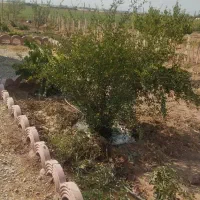 فروش باغچه در خسرو آباد