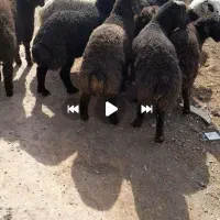 بره نر پای پروار