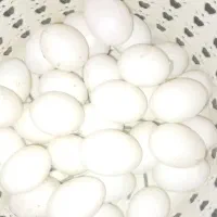 تخم کبوتر