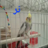 عروس هلندی نر و ماده جفت|پرنده|محمدشهر, ولدآباد|دیوار