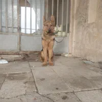 توله ژرمن ۶ ماهه