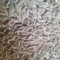 فروش ۱۰تن جو بذری دیمی سیاه درجه یک فی ۳۰هزارتومان