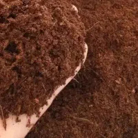 کوکوپیت سریلانکا گرین اصل|گل و گیاه طبیعی|تهران, افسریه شمالی|دیوار