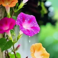 آموزش زبان انگلیسی تدریس زبان انگلیسی