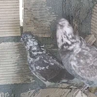 کبوتر گرگی خال قدیم|پرنده|کوهدشت, |دیوار