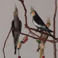 عروس هلندی مولد